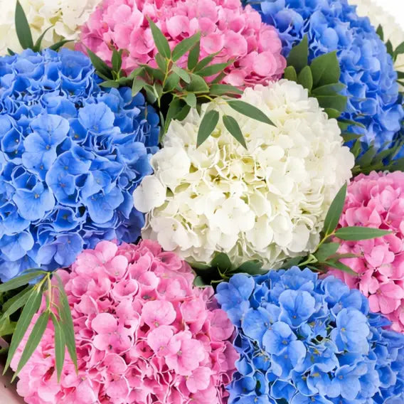 Flores para Nacimiento