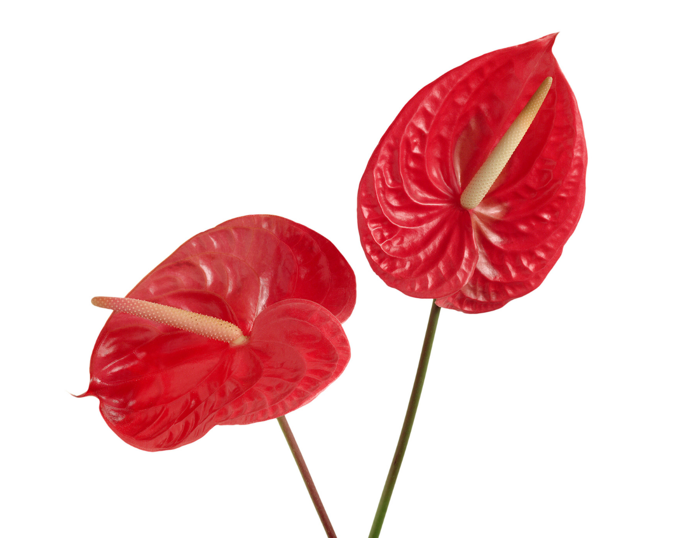 Anturio (Anthurium)