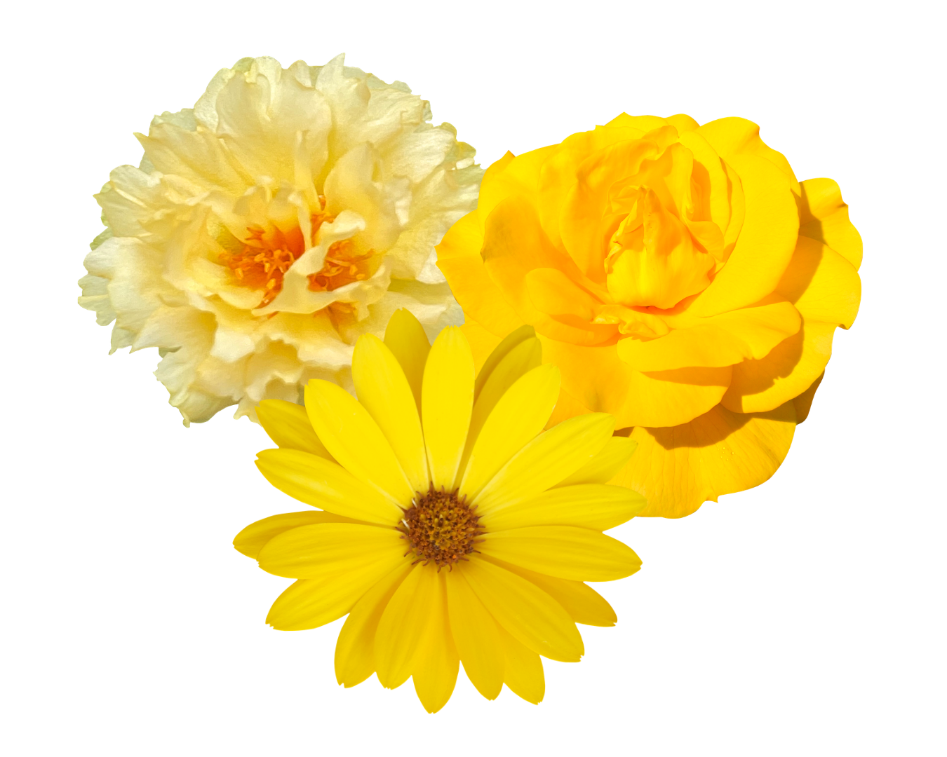 Flores amarillas