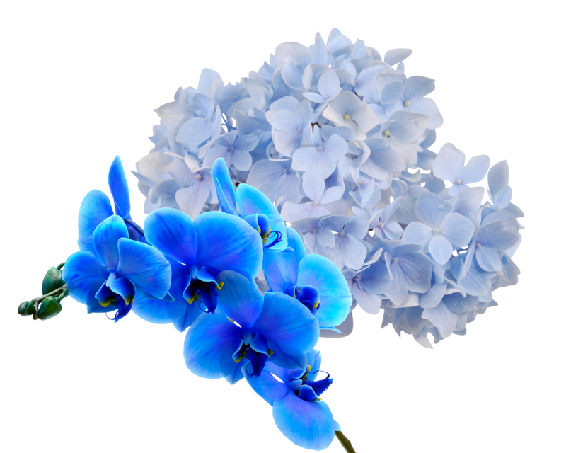 Flores azules