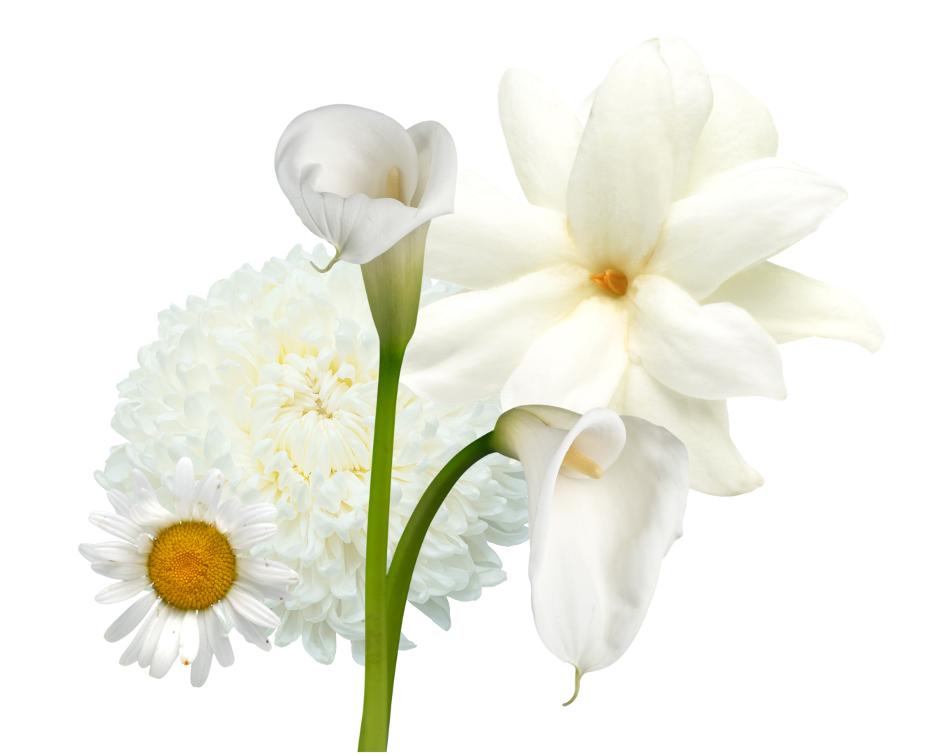 Flores blancas