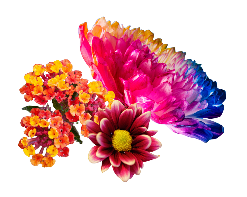 Flores multicolor