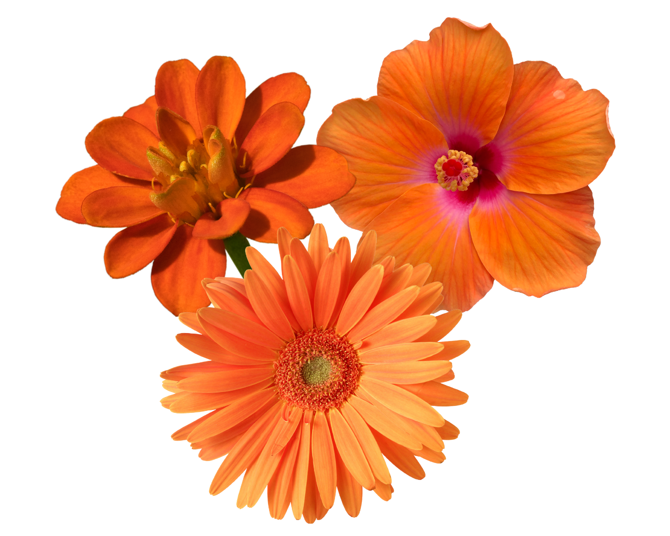 Flores naranjas