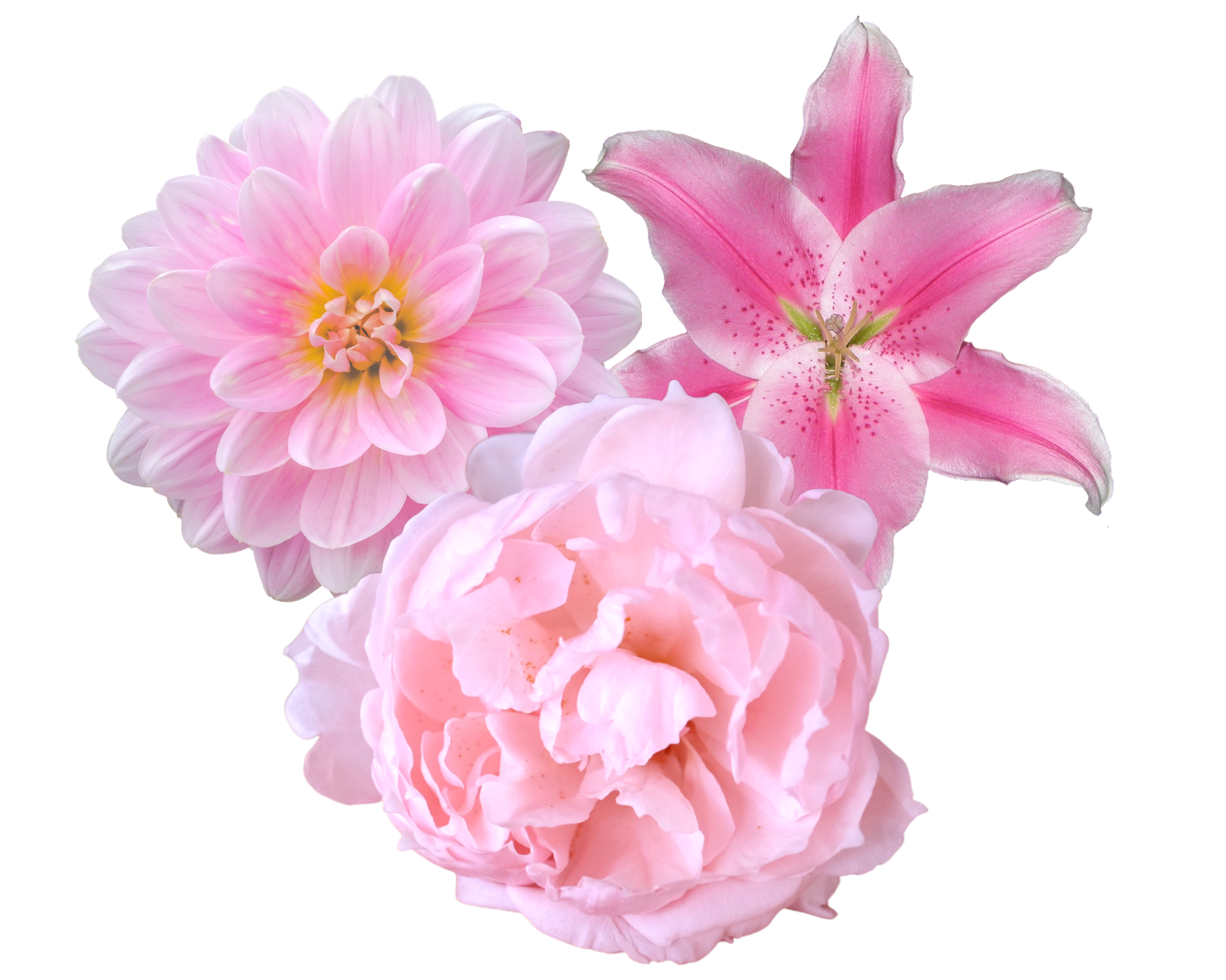 Flores rosas