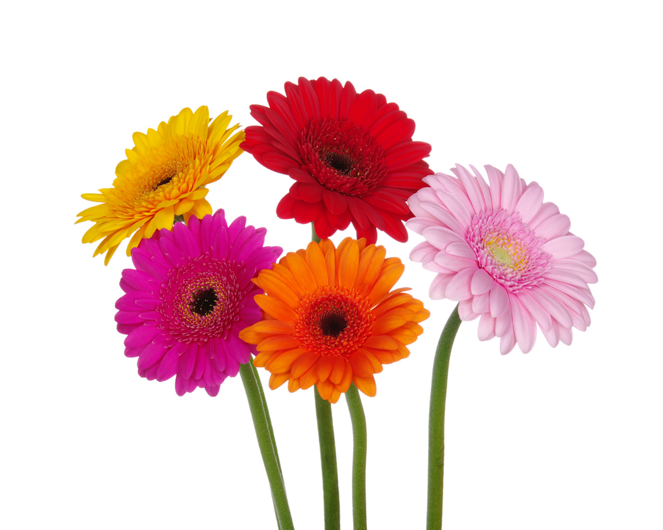 Gerberas
