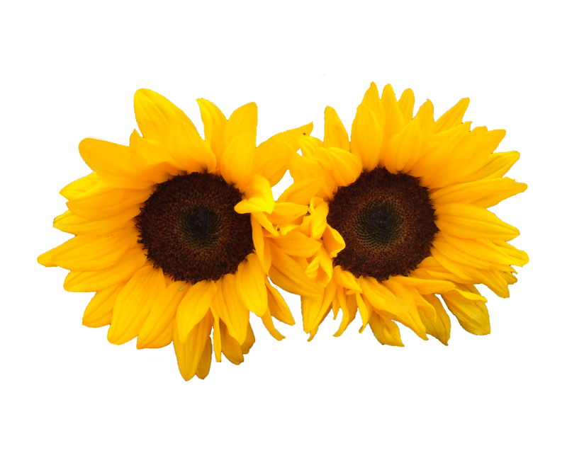 Girasoles