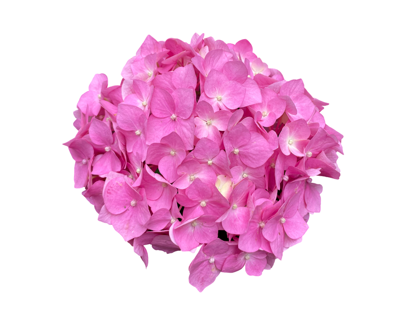 Hortensias