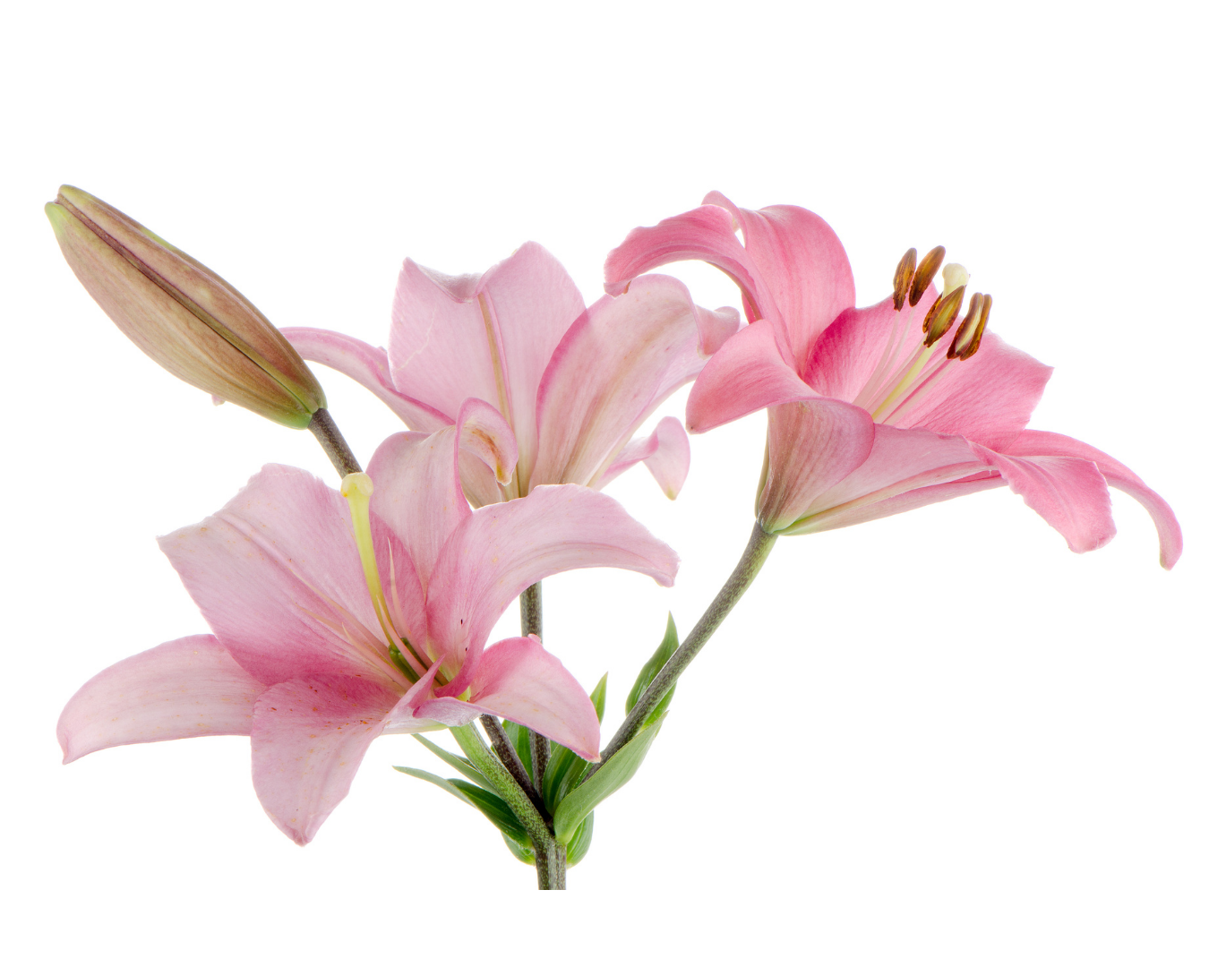 Lirios (Lilium)