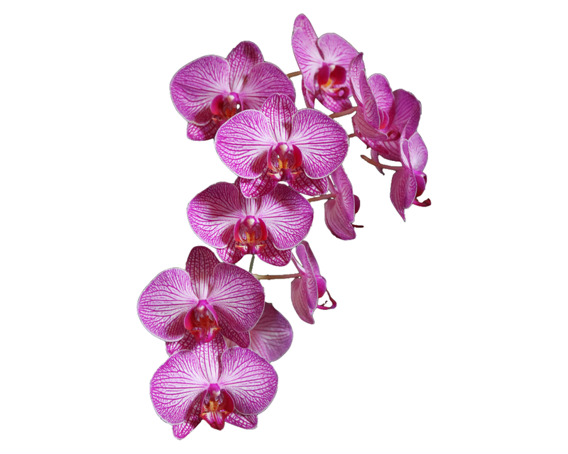 Orquídeas