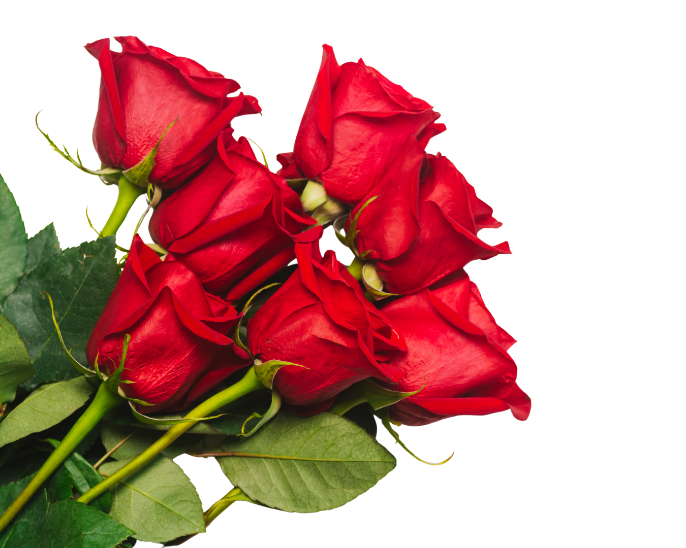 Rosas