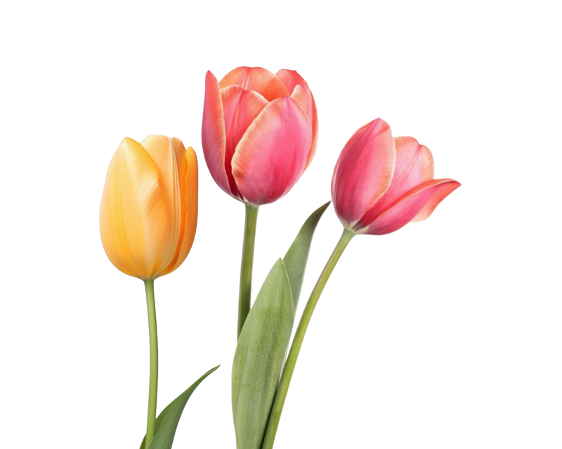 Tulipanes