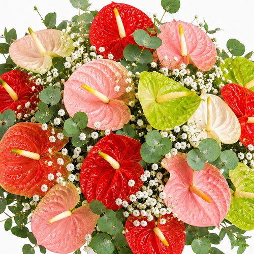 Ramo Anthurium multicolor