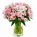 Bouquet of pink and fuchsia alstroemerias
